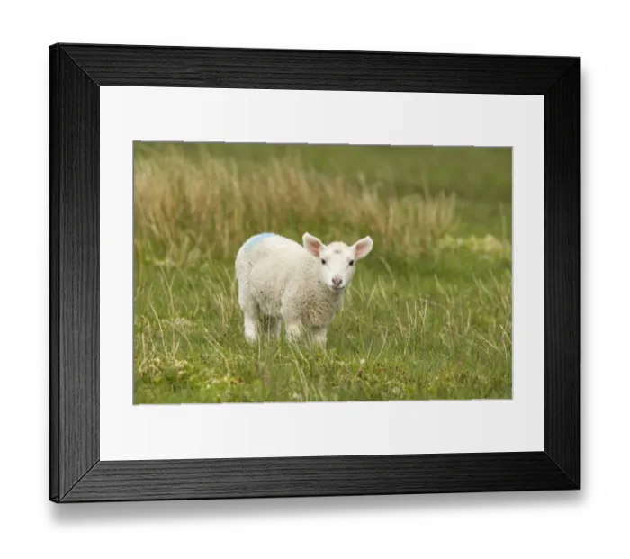 Framed Print : Domestic Sheep, lamb, standing in pasture, Unst, Shetland Islands, Scotland Framed Print : Domestic Sheep, lamb, standing in pasture, Unst, Shetland Islands, Scotland