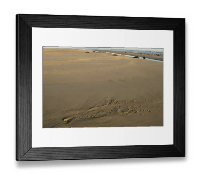 Framed Print : Grey Seal (Halichoerus grypus) tracks on beach, Lincolnshire, England