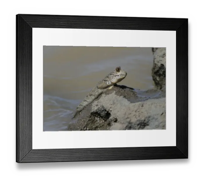 Framed Print : Mudskipper (Periophthalmus sp. ) adult, climbing out of water, Gambia, january Framed Print : Mudskipper (Periophthalmus sp. ) adult, climbing out of water, Gambia, january