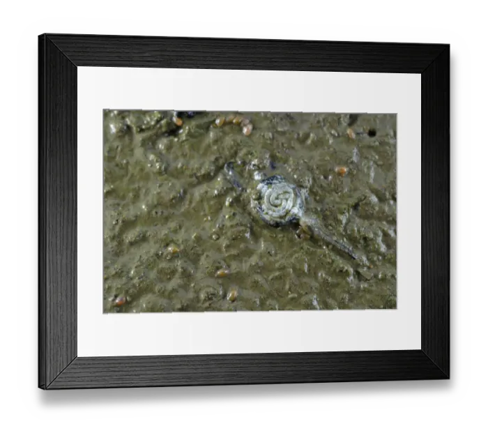 Framed Print : Common Frog (Rana temporaria) dead tadpole, died after water dried out, Italy, june Framed Print : Common Frog (Rana temporaria) dead tadpole, died after water dried out, Italy, june