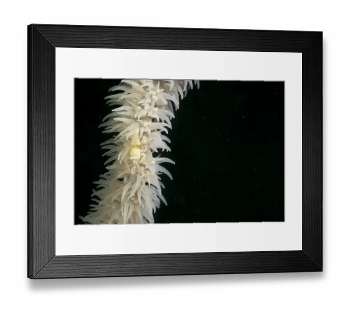 Framed Print : Anker's Whipcoral Shrimp (Pontonides ankeri) adult, camouflaged on whip coral, Lembata Island, Solor Archipelago, Lesser Sunda Islands, Indonesia