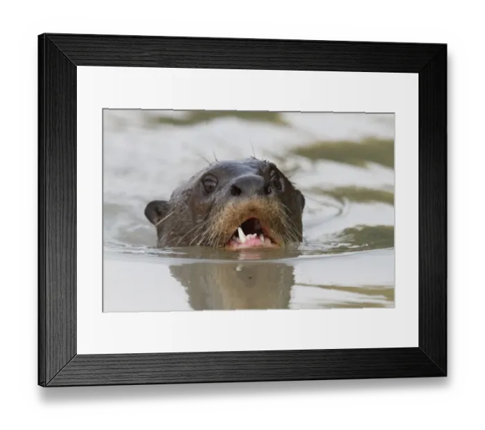 Framed Print : Giant Otter (Pteronura brasiliensis) adult, close-up of head, swimming at surface of water, Pantanal, Mato Grosso, Brazil Framed Print : Giant Otter (Pteronura brasiliensis) adult, close-up of head, swimming at surface of water, Pantanal, Mato Grosso, Brazil