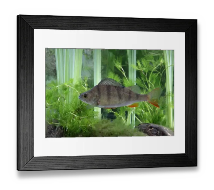 Framed Print : Perch (Perca fluviatilis) adult, swimming, Midlands, England, september (captive)