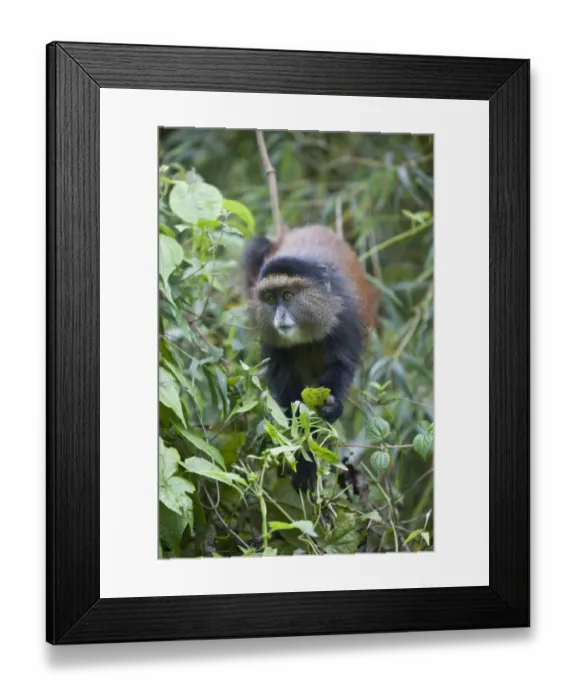 Framed Print : Golden Monkey (Cercopithecus kandti) adult, feeding on leaves, in bamboo forest, Volcanoes N. P. Virunga Mountains, Rwanda Framed Print : Golden Monkey (Cercopithecus kandti) adult, feeding on leaves, in bamboo forest, Volcanoes N. P. Virunga Mountains, Rwanda