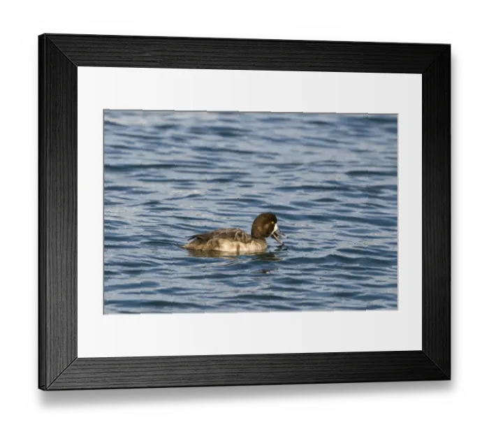 Framed Print : Greater Scaup (Aythya marila) adult female, feeding on water, Hokkaido, Japan, winter Framed Print : Greater Scaup (Aythya marila) adult female, feeding on water, Hokkaido, Japan, winter