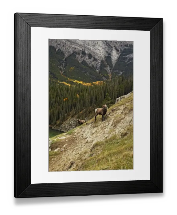 Framed Print : Bighorn Sheep (Ovis canadensis) two adult males, standing on slope in mountain habitat, Jasper N. P. Rocky Mountains, Alberta, Canada, september