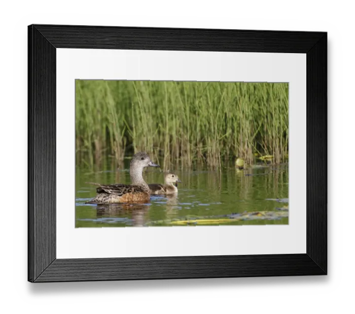 Framed Print : American Wigeon (Anas americana) adult female with duckling, swimming, Kanuti National Wildlife Refuge, Central Alaska, U. S. A. july Framed Print : American Wigeon (Anas americana) adult female with duckling, swimming, Kanuti National Wildlife Refuge, Central Alaska, U. S. A. july