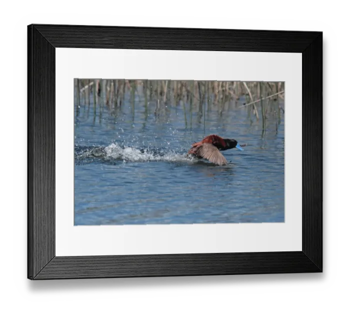 Framed Print : Andean Ruddy Duck (Oxyura jamaicensis ferruginea) adult male, displaying on water, Villa Pehuenia, Neuquen, Argentina, december