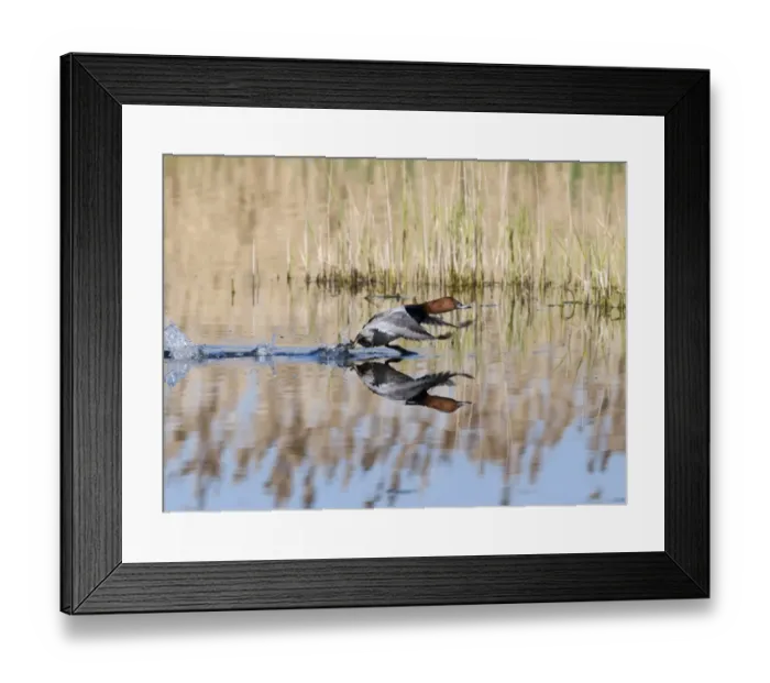 Framed Print : Common Pochard (Aythya ferina) adult male, taking off from water, Norfolk, England, april