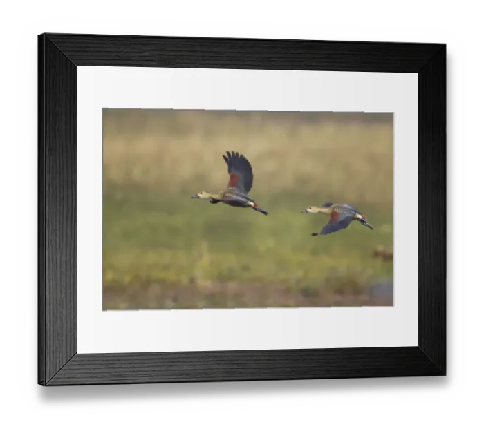 Framed Print : Lesser Whistling-duck (Dendrocygna javanica) two adults, in flight, Keoladeo Ghana N. P. (Bharatpur), Rajasthan, India Framed Print : Lesser Whistling-duck (Dendrocygna javanica) two adults, in flight, Keoladeo Ghana N. P. (Bharatpur), Rajasthan, India