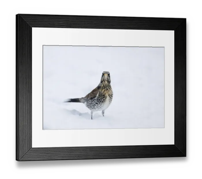 Framed Print : Fieldfare (Turdus pilaris) adult, standing in snow, Essex, England, january Framed Print : Fieldfare (Turdus pilaris) adult, standing in snow, Essex, England, january