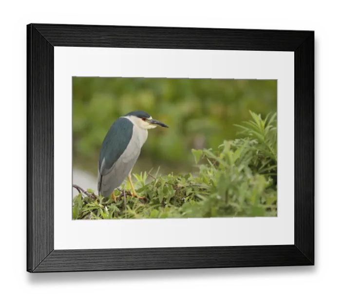 Framed Print : Black-crowned Night-heron (Nycticorax nyctocorax hoacti) sub-adult, perched on branches, Campo Jofre, Mato Grosso, Brazil, september Framed Print : Black-crowned Night-heron (Nycticorax nyctocorax hoacti) sub-adult, perched on branches, Campo Jofre, Mato Grosso, Brazil, september