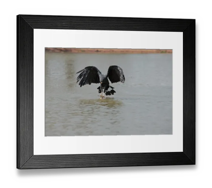 Framed Print : Great Black Hawk (Buteogallus urubitinga) adult, in flight, catching dead fish from river surface, Pixaim River, Mato Grosso, Brazil, september Framed Print : Great Black Hawk (Buteogallus urubitinga) adult, in flight, catching dead fish from river surface, Pixaim River, Mato Grosso, Brazil, september