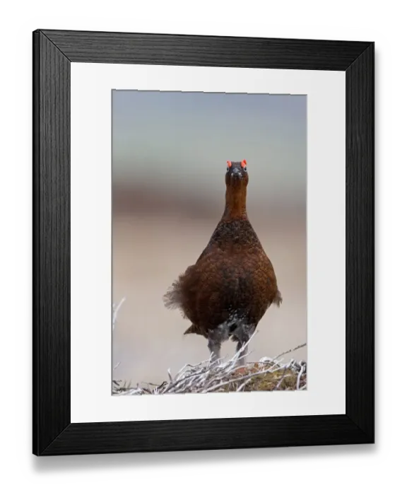 Framed Print : Red Grouse (Lagopus lagopus scoticus) adult male, standing on moorland, North Yorkshire, England, april