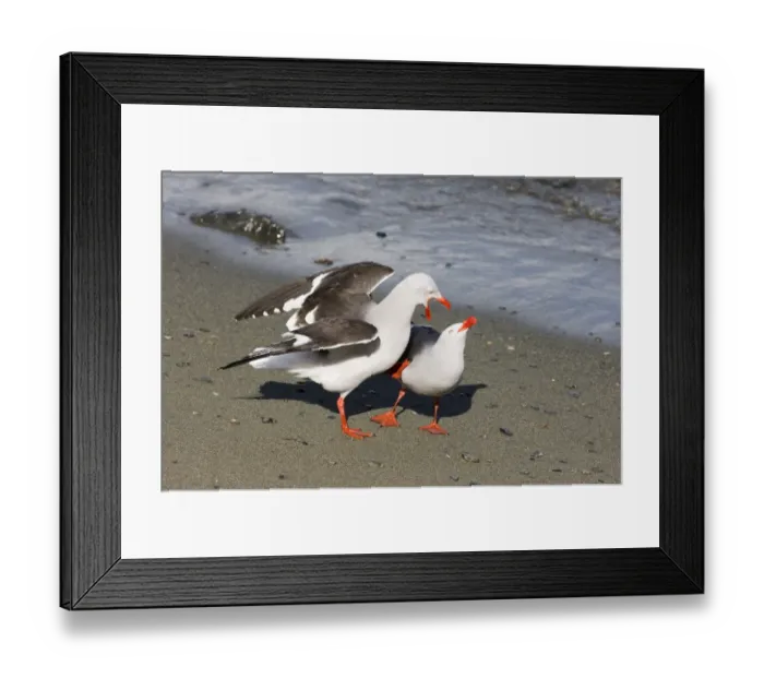 Framed Print : Dolphin Gull (Larus scoresbii) adult pair, in courtship display on beach, Beagle Channel, Tierra del Fuego, Argentina, november Framed Print : Dolphin Gull (Larus scoresbii) adult pair, in courtship display on beach, Beagle Channel, Tierra del Fuego, Argentina, november