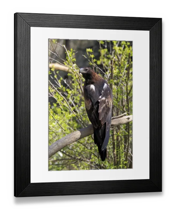 Framed Print : Wedge-tailed Eagle (Aquila audax) adult, perched on branch, South Australia, Australia Framed Print : Wedge-tailed Eagle (Aquila audax) adult, perched on branch, South Australia, Australia