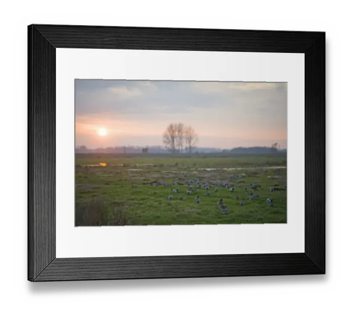 Framed Print : Eurasian Wigeon (Anas penelope) flock, grazing on pasture habitat at sunset, Buckenham Marshes RSPB Reserve, River Yare, Yare Valley, The Broads, Norfolk, England, december Framed Print : Eurasian Wigeon (Anas penelope) flock, grazing on pasture habitat at sunset, Buckenham Marshes RSPB Reserve, River Yare, Yare Valley, The Broads, Norfolk, England, december