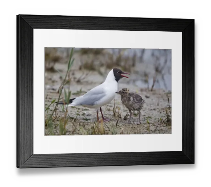 Framed Print : Black-headed Gull (Larus ridibundus) adult, summer plumage, standing with wet chick, Minsmere RSPB Reserve, Suffolk, England, june Framed Print : Black-headed Gull (Larus ridibundus) adult, summer plumage, standing with wet chick, Minsmere RSPB Reserve, Suffolk, England, june