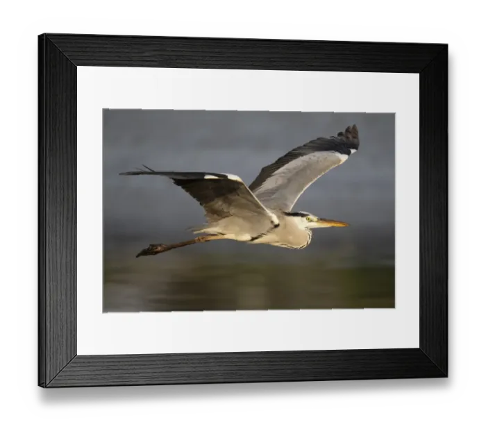 Framed Print : Grey Heron (Ardea cinerea) adult, in flight over water, Nam Sang Wai, Hong Kong, China, october Framed Print : Grey Heron (Ardea cinerea) adult, in flight over water, Nam Sang Wai, Hong Kong, China, october