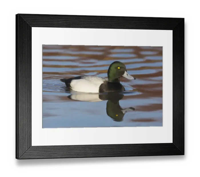 Framed Print : Greater Scaup (Aythya marila) adult male, swimming, Slimbridge W. W. T. (captive)