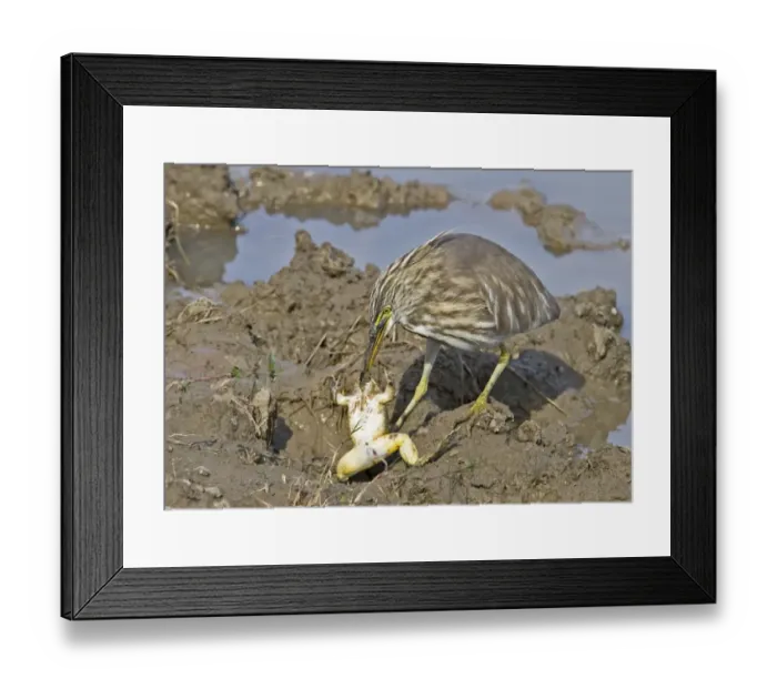Framed Print : Indian Pond-heron (Ardeola grayii) adult, winter plumage, feeding on frog prey, standing on mud at edge of water, Northern India, january Framed Print : Indian Pond-heron (Ardeola grayii) adult, winter plumage, feeding on frog prey, standing on mud at edge of water, Northern India, january