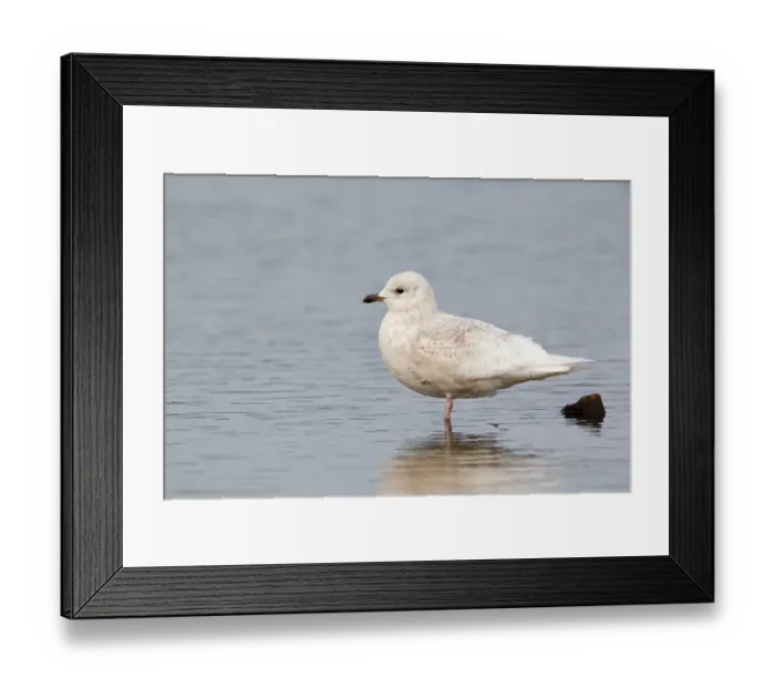 Framed Print : Iceland Gull (Larus glaucoides) immature, first winter plumage, standing in pool, Suffolk, England, february Framed Print : Iceland Gull (Larus glaucoides) immature, first winter plumage, standing in pool, Suffolk, England, february