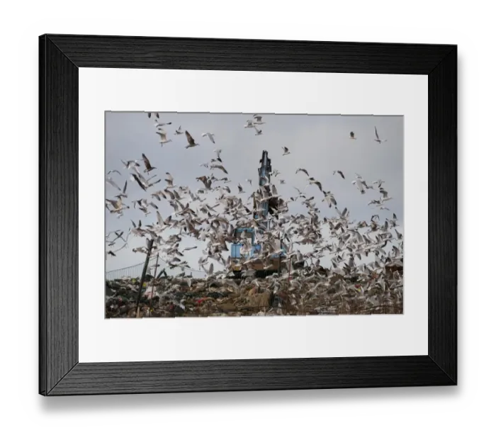 Framed Print : Black-headed Gull (Larus ridibundus) and Herring Gull (Larus argentatus) mixed flock, in flight, scavenging on rubbish tip with excavator, Edgefield, Norfolk, England, february Framed Print : Black-headed Gull (Larus ridibundus) and Herring Gull (Larus argentatus) mixed flock, in flight, scavenging on rubbish tip with excavator, Edgefield, Norfolk, England, february