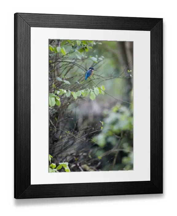 Framed Print : Common Kingfisher (Alcedo atthis) adult female, perched on Common Hazel (Corylus avellana) twig, Suffolk, England, may