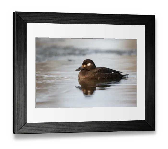 Framed Print : Velvet Scoter (Melanitta fusca) adult female, swimming, Lancashire, England, january
