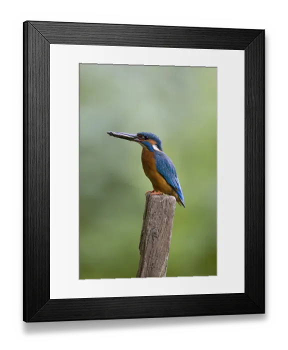 Framed Print : Common Kingfisher (Alcedo atthis) adult male, feeding, with stickleback prey in beak, Suffolk, England, may Framed Print : Common Kingfisher (Alcedo atthis) adult male, feeding, with stickleback prey in beak, Suffolk, England, may