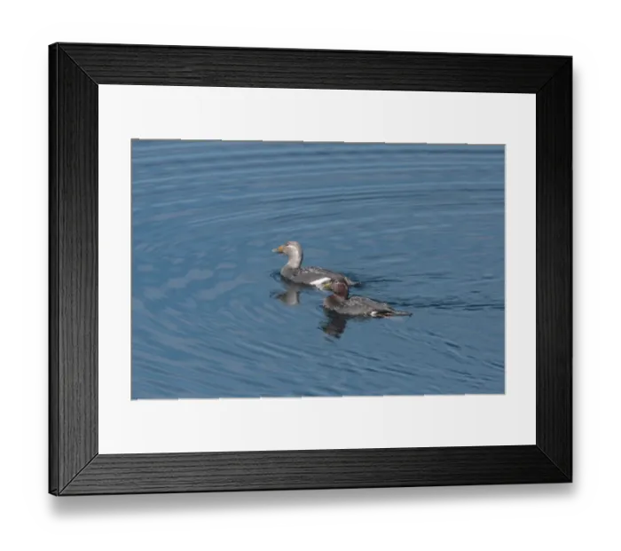 Framed Print : Flying Steamerduck (Tachyeres patachonicus) adult pair, swimming, Villa Pehuenia, Neuquen, Argentina, december Framed Print : Flying Steamerduck (Tachyeres patachonicus) adult pair, swimming, Villa Pehuenia, Neuquen, Argentina, december
