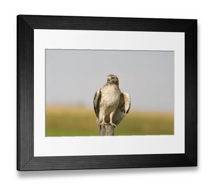 Framed Print : Red-tailed Hawk (Buteo jamaicensis) immature, perched on post, North Dakota, U. S. A. september Framed Print : Red-tailed Hawk (Buteo jamaicensis) immature, perched on post, North Dakota, U. S. A. september