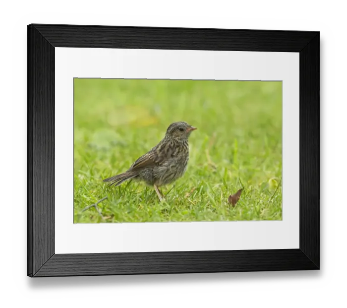 Framed Print : Dunnock (Prunella modularis) juvenile, foraging on garden lawn, Warwickshire, England, may Framed Print : Dunnock (Prunella modularis) juvenile, foraging on garden lawn, Warwickshire, England, may