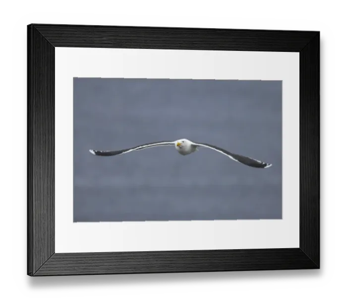Framed Print : Great Black-backed Gull (Larus marinus) adult, summer plumage, in flight over sea, Noss, Shetland Islands, Scotland Framed Print : Great Black-backed Gull (Larus marinus) adult, summer plumage, in flight over sea, Noss, Shetland Islands, Scotland