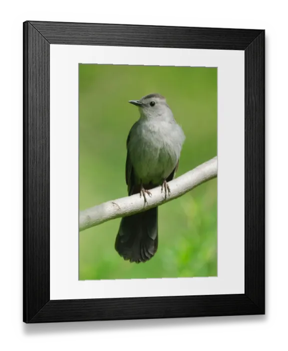 Framed Print : Grey Catbird (Dumetella carolinensis) adult, perched on twig in city parkland, Central Park, New York, New York State, U. S. A. april Framed Print : Grey Catbird (Dumetella carolinensis) adult, perched on twig in city parkland, Central Park, New York, New York State, U. S. A. april