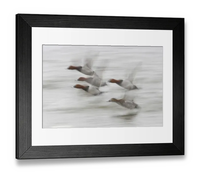 Framed Print : Common Pochard (Aythya ferina) adult males and female, in flight, taking off from water, blurred movement, Welney W. W. T. Reserve, Ouse Washes, Norfolk, England, winter Framed Print : Common Pochard (Aythya ferina) adult males and female, in flight, taking off from water, blurred movement, Welney W. W. T. Reserve, Ouse Washes, Norfolk, England, winter