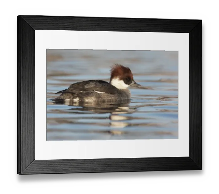 Framed Print : Smew (Mergellus albellus) adult female, swimming, Lothian, Scotland, december