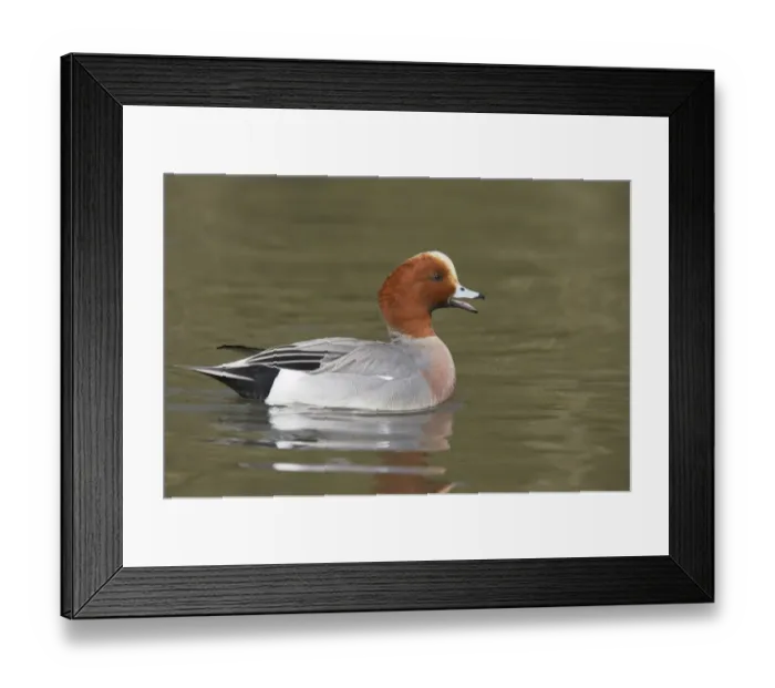 Framed Print : Eurasian Wigeon (Anas penelope) adult male, calling on water, Sussex, England