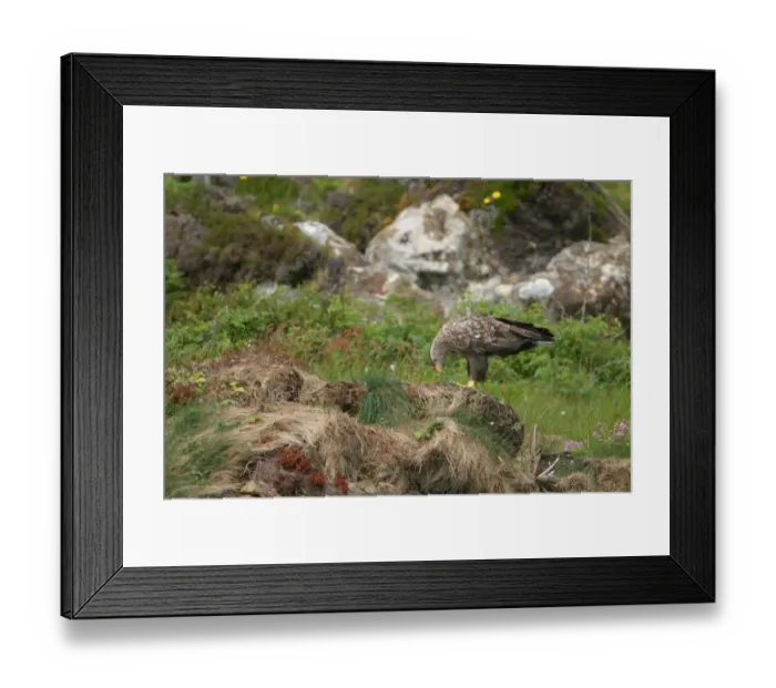 Framed Print : White-tailed Eagle (Haliaeetus albicilla) adult, feeding on fish, standing on grassy cliff, Scotland, june Framed Print : White-tailed Eagle (Haliaeetus albicilla) adult, feeding on fish, standing on grassy cliff, Scotland, june