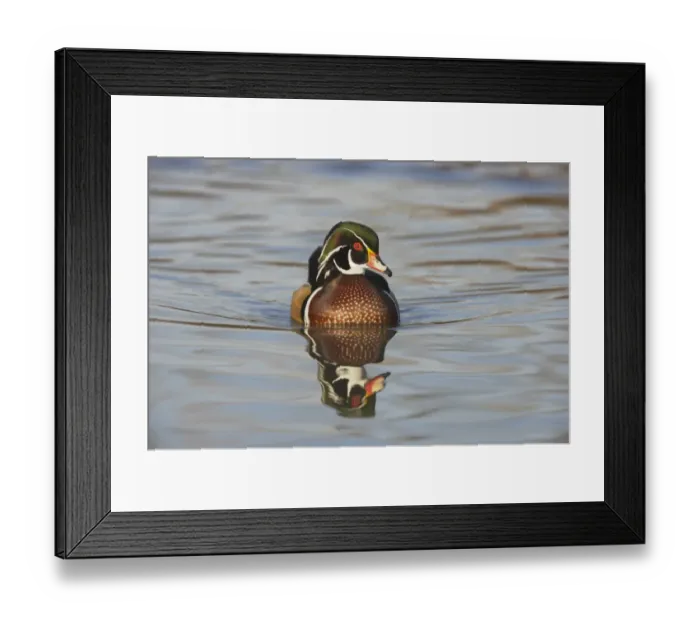Framed Print : Wood Duck (Aix sponsa) adult male, swimming, Slimbridge W. W. T. (captive) Framed Print : Wood Duck (Aix sponsa) adult male, swimming, Slimbridge W. W. T. (captive)
