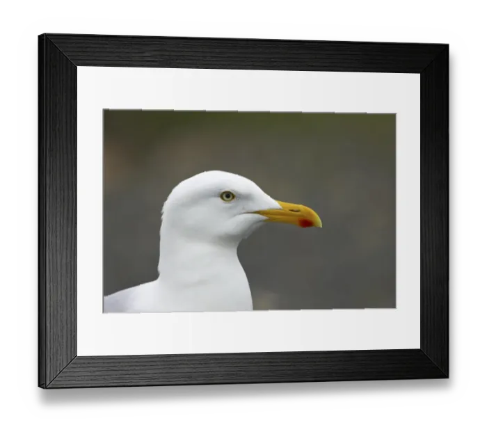 Framed Print : Herring Gull (Larus argentatus) adult, summer plumage, close-up of head, Mainland, Shetland Islands, Scotland Framed Print : Herring Gull (Larus argentatus) adult, summer plumage, close-up of head, Mainland, Shetland Islands, Scotland
