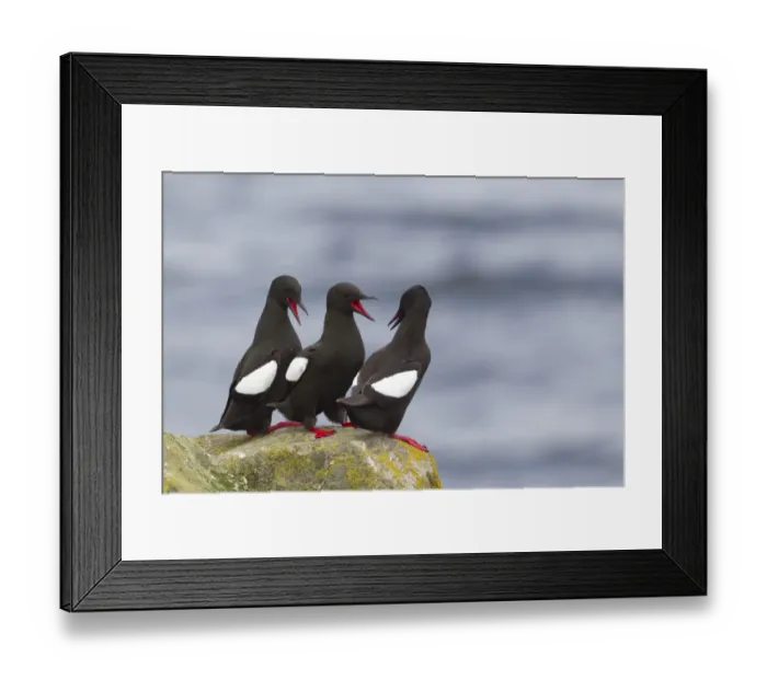 Framed Print : Black Guillemot (Cepphus grylle) three adults, calling in aggressive behaviour, standing on rock, Shetland Islands, Scotland, june Framed Print : Black Guillemot (Cepphus grylle) three adults, calling in aggressive behaviour, standing on rock, Shetland Islands, Scotland, june
