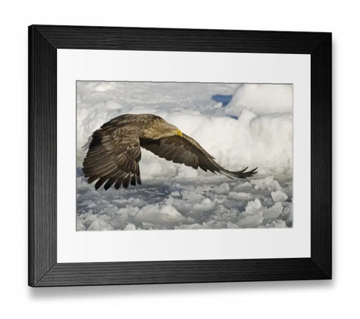 Framed Print : White-tailed Eagle (Haliaeetus albicilla) adult, in flight over sea ice, Nemuro Channel, Hokkaido, Japan, winter Framed Print : White-tailed Eagle (Haliaeetus albicilla) adult, in flight over sea ice, Nemuro Channel, Hokkaido, Japan, winter