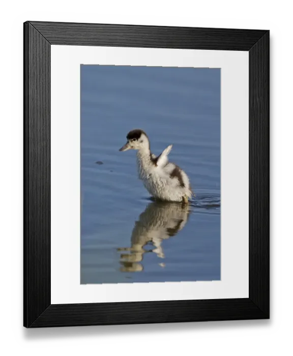 Framed Print : Common Shelduck (Tadorna tadorna) duckling, flapping wings in water, Minsmere RSPB Reserve, Suffolk, England, june Framed Print : Common Shelduck (Tadorna tadorna) duckling, flapping wings in water, Minsmere RSPB Reserve, Suffolk, England, june