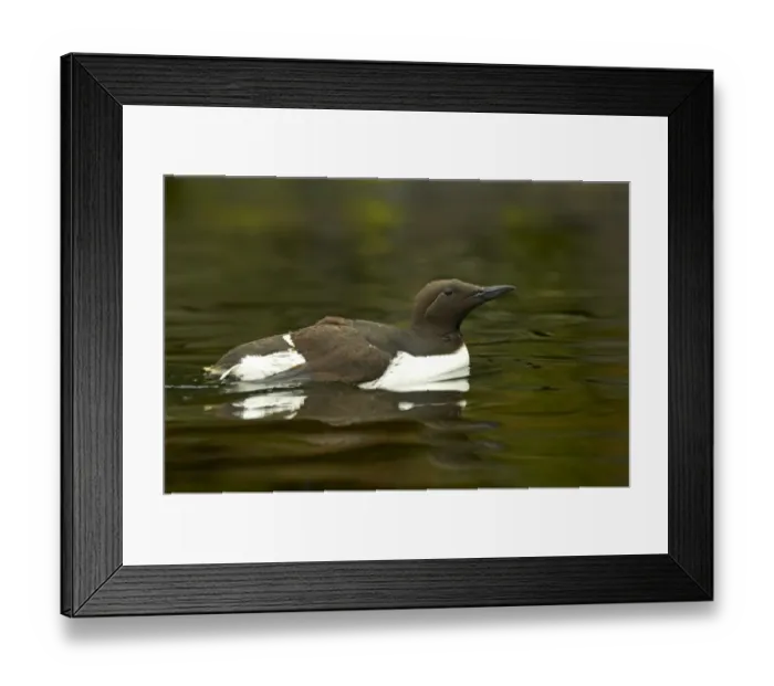 Framed Print : Common Guillemot (Uria aalge) adult, swimming, Oregon, U. S. A Framed Print : Common Guillemot (Uria aalge) adult, swimming, Oregon, U. S. A