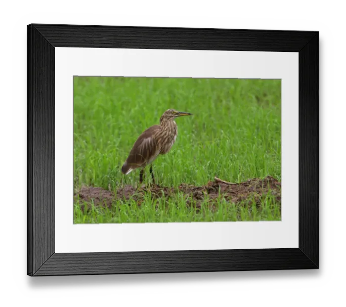 Framed Print : Indian Pond-heron (Ardeola grayii) adult, non-breeding plumage, walking in paddyfield, Sri Lanka, december Framed Print : Indian Pond-heron (Ardeola grayii) adult, non-breeding plumage, walking in paddyfield, Sri Lanka, december