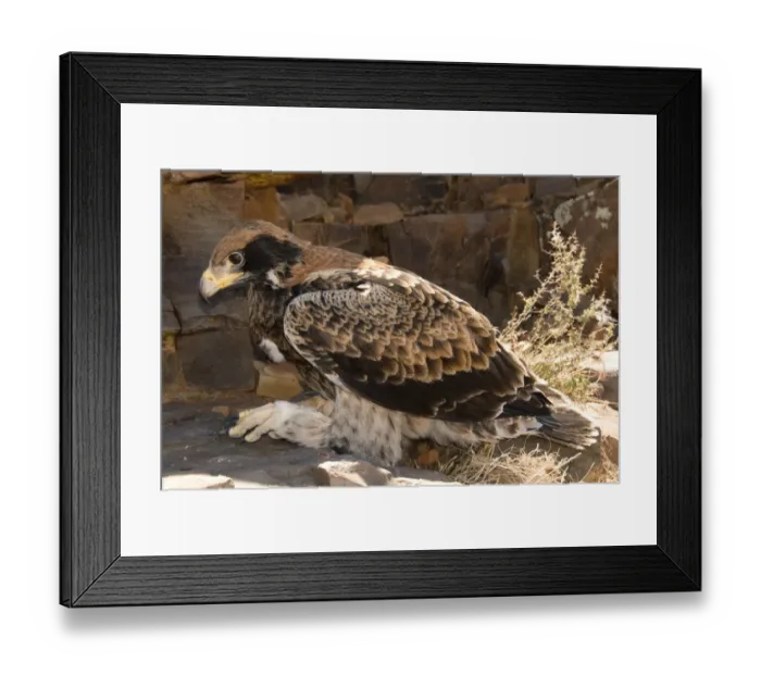 Framed Print : Verreaux's Eagle (Aquila verreauxii) pre-flight fledged juvenile, with full crop, resting on rock, Soutpoort, Northern Cape, South Africa