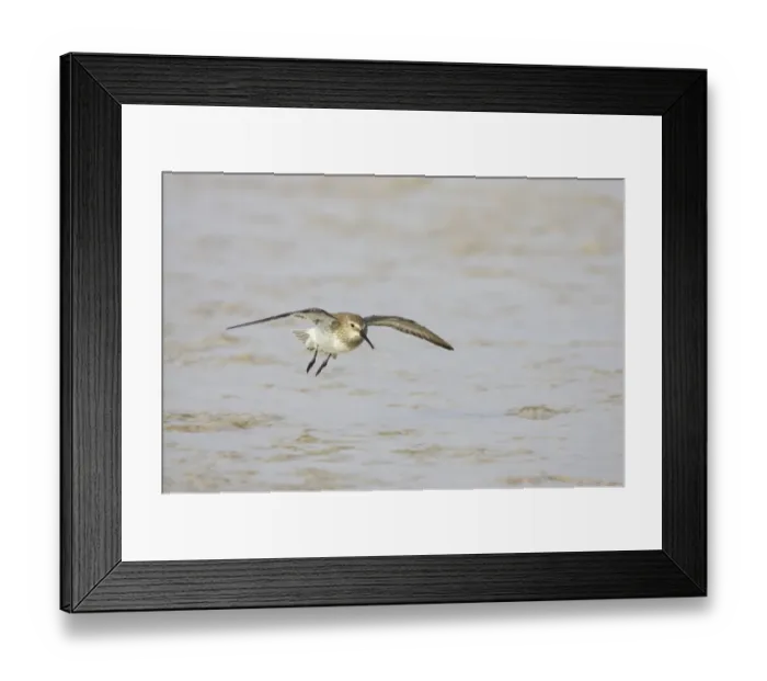 Framed Print : Dunlin (Calidris alpina) adult, winter plumage, in flight, landing on shore, Fort de Soto, Florida, U. S. A Framed Print : Dunlin (Calidris alpina) adult, winter plumage, in flight, landing on shore, Fort de Soto, Florida, U. S. A