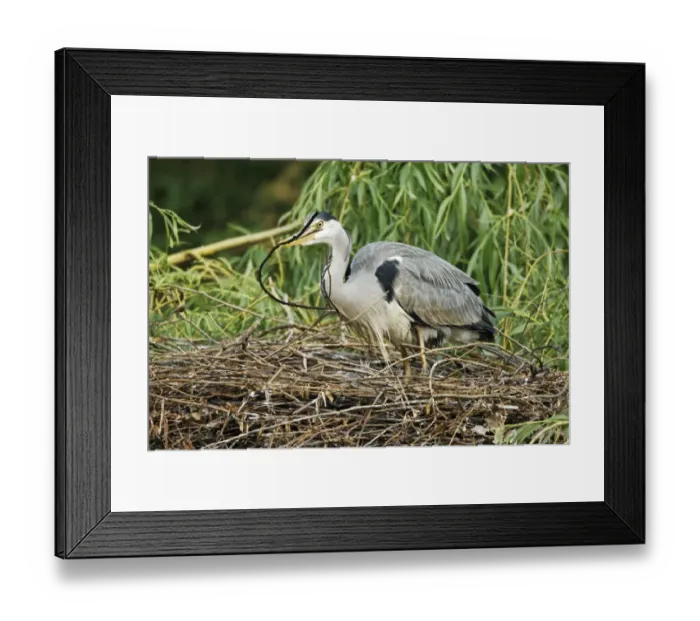 Framed Print : Grey Heron (Ardea cinerea) adult with chick, adding stick nesting material to nest in tree, Midlands, England, april Framed Print : Grey Heron (Ardea cinerea) adult with chick, adding stick nesting material to nest in tree, Midlands, England, april