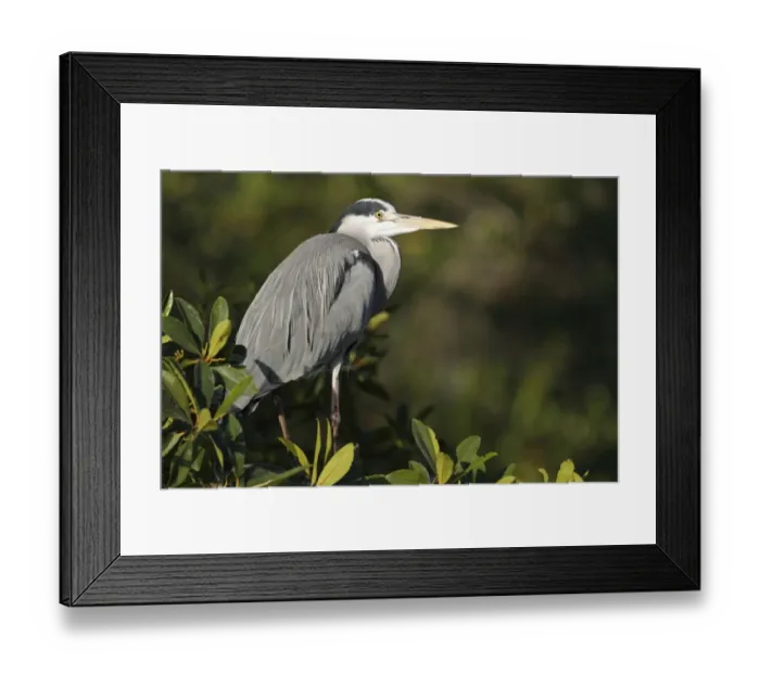 Framed Print : Grey Heron (Ardea cinerea) adult, perched in mangrove, Gambia, january Framed Print : Grey Heron (Ardea cinerea) adult, perched in mangrove, Gambia, january